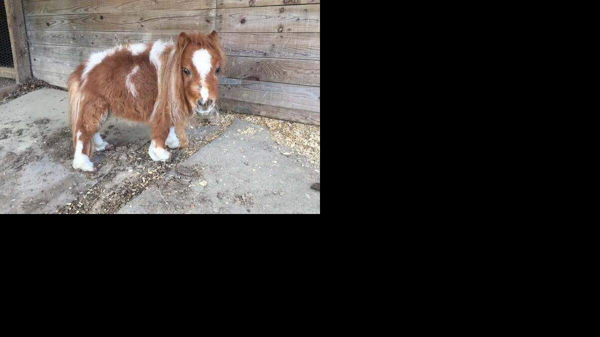 
One of the three miniature horses recovered from a pasture in Inman. 
