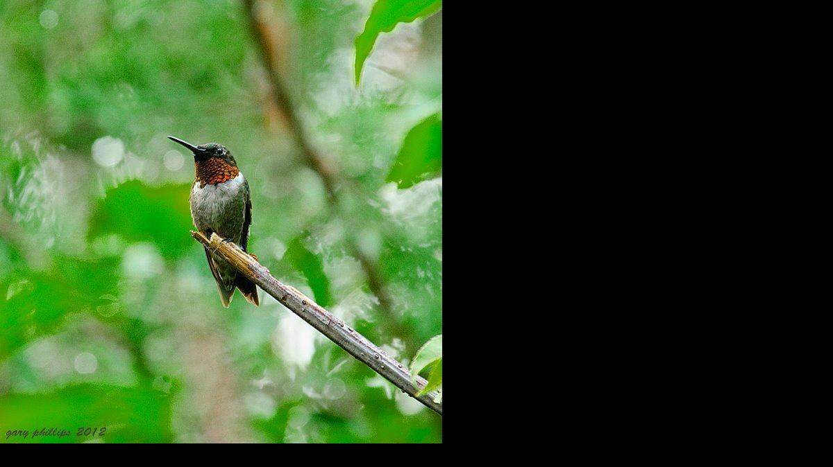 
Ruby-throated hummingbird males are returning daily to our area. 
