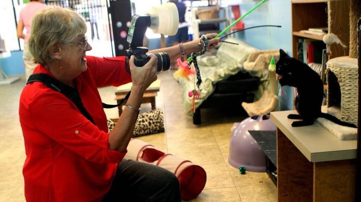 
Sandy Dimke, a professional photographer based in Beaufort, distracts one of the cats at Tabby House while she takes its picture on Friday, Sept. 18, 2015 in Beaufort. 
