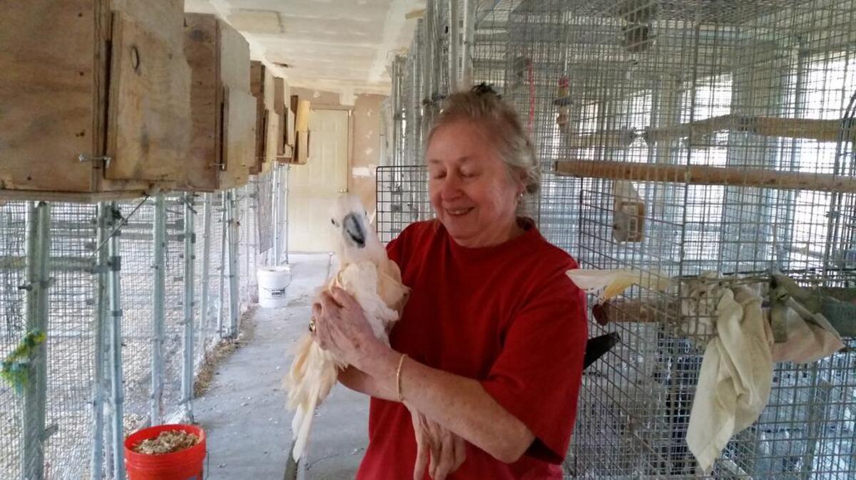 Alexis Seifert and Madgen, the Cockatoo that needs a mate.