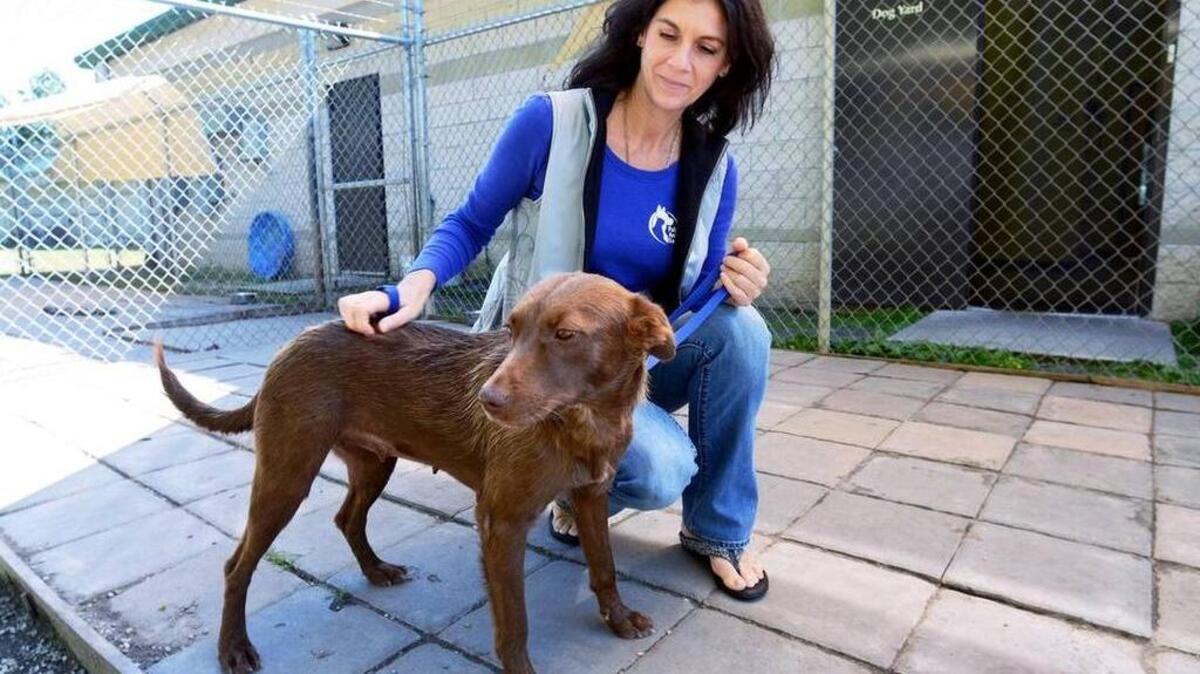 
Amy Campanini, director of the Palmetto Animal League, is photographed with Hilly, one of 13 dogs the league took in when Georgetown, S.C. shelters became overwhelmed with animals after the recent floods. The dogs are up for adoption at the league's facility in Okatie. 
