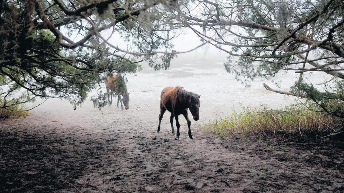 The foal of the wild marsh pony herd walks in from the marsh surrounding Little Horse Island to eat some of the fresh hay off of St. Helena Island.