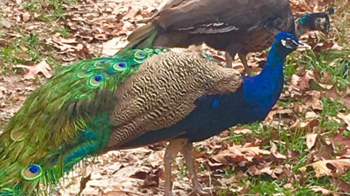 The peacock couple