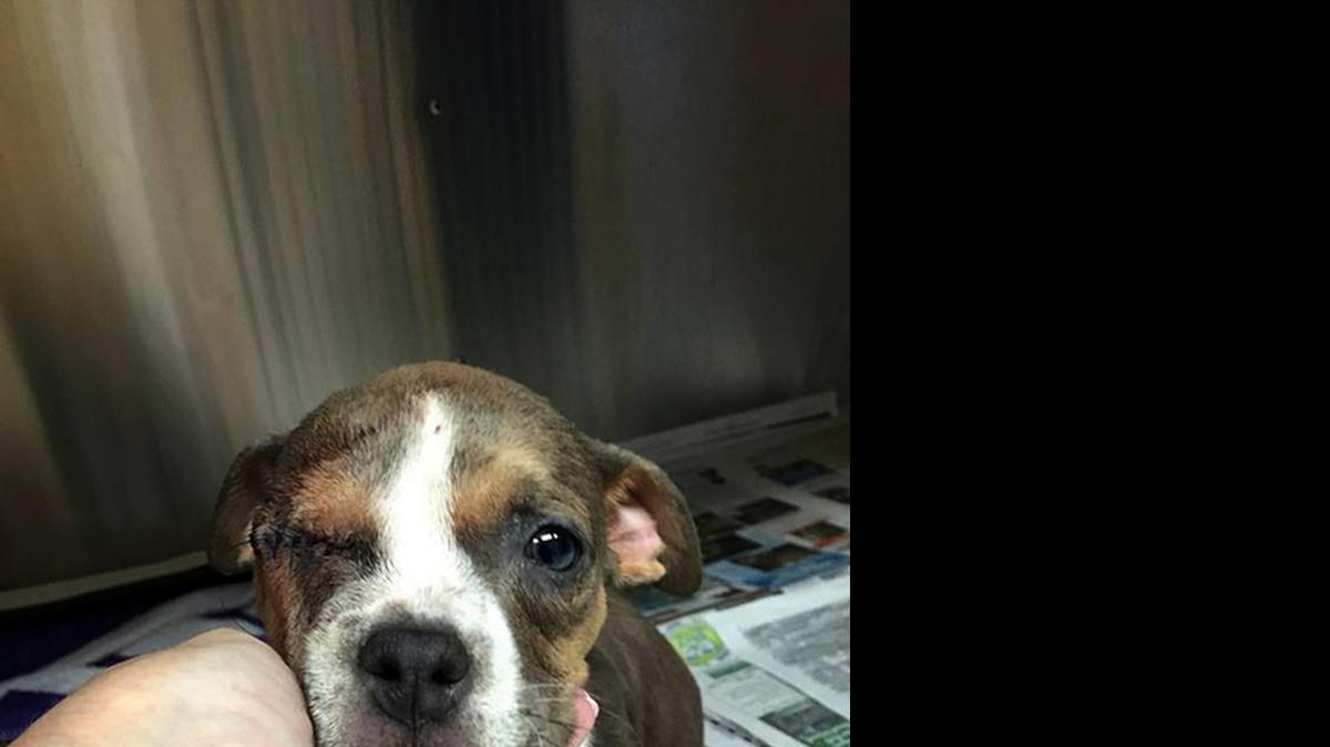 
An approximately eight-week old female pit bull puppy recuperates at the Beaufort County Animal Shelter following an emergency surgery Thursday night to remove her eye that was infected. The puppy was brought into the shelter Thursday afternoon, and officials are investigating where it may have come from.
