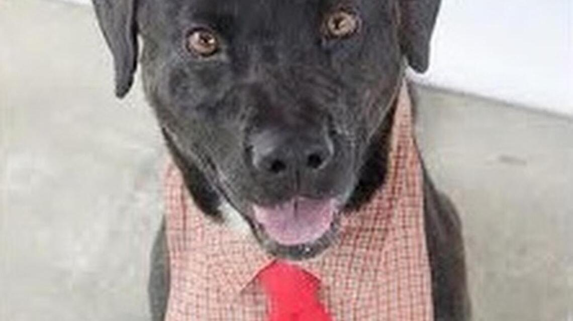 Pet of the week: Clint | The State