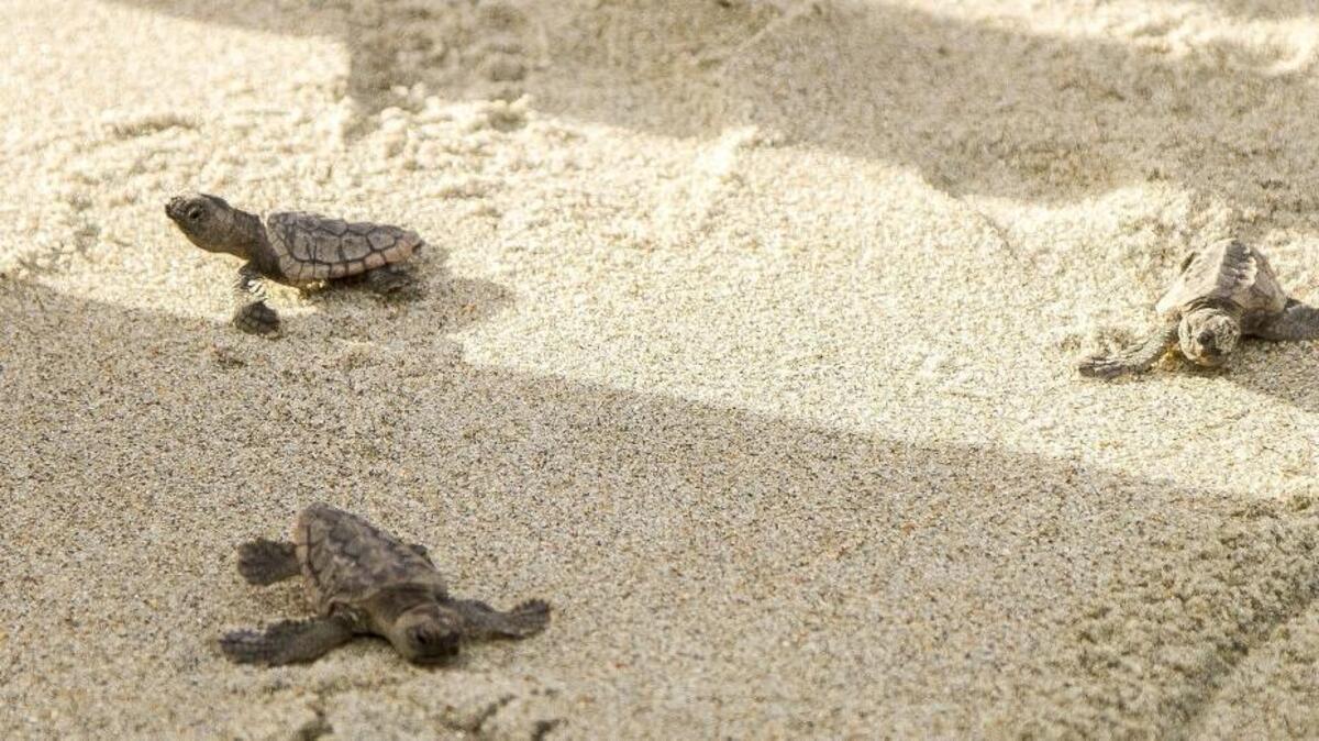 
Three Loggerhead Sea Turtle hatchlings make their way to the ocean after being discovered by S.C.U.T.E volunteers during a nest inventory on Garden City Beach. 
