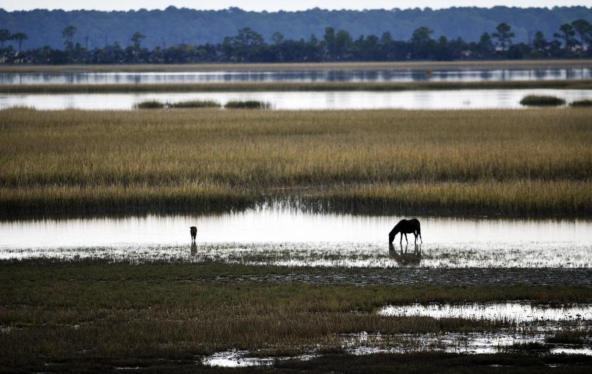 Marsh ponies graze in the marsh fields on Little Horse Island off St. Helena Island.