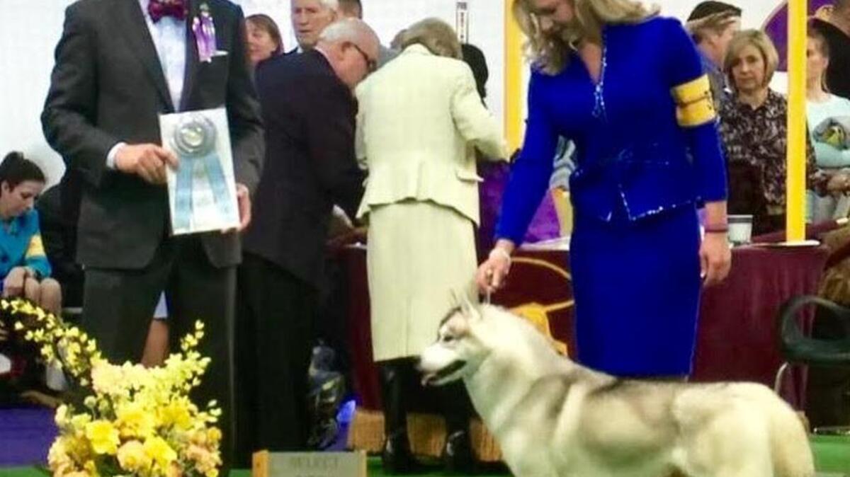 Siberian Husky Lyric of Lexington, after placing second among nearly 40 breed females.