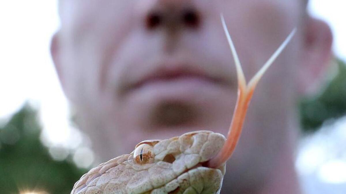 Hayden Cavender steadies a copperhead at his shop in the Little River community on Monday, July 18, 2016. Cavender of The Snake Chaser said copperheads are usually the snakes that bite dogs in the area.