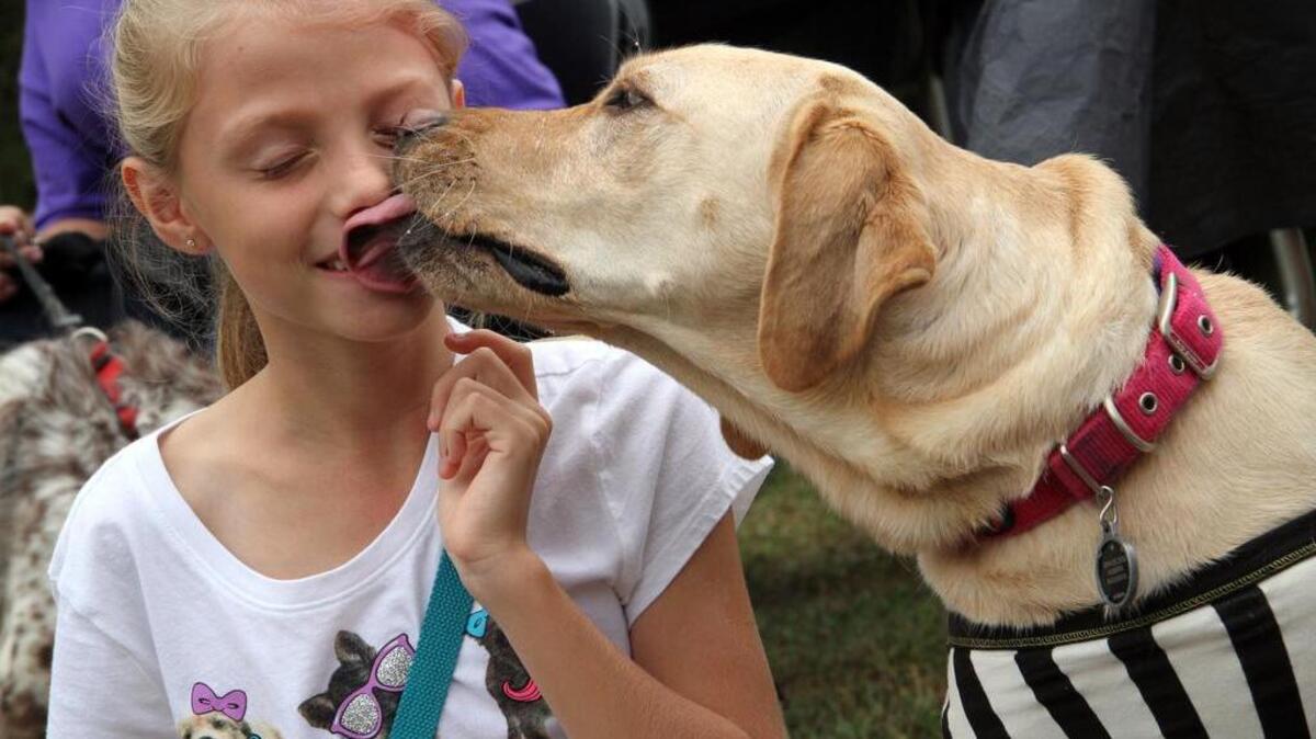
Roberta, shown here, is one of PAALS’ dogs. She is shown in a file photo at a community event. 
