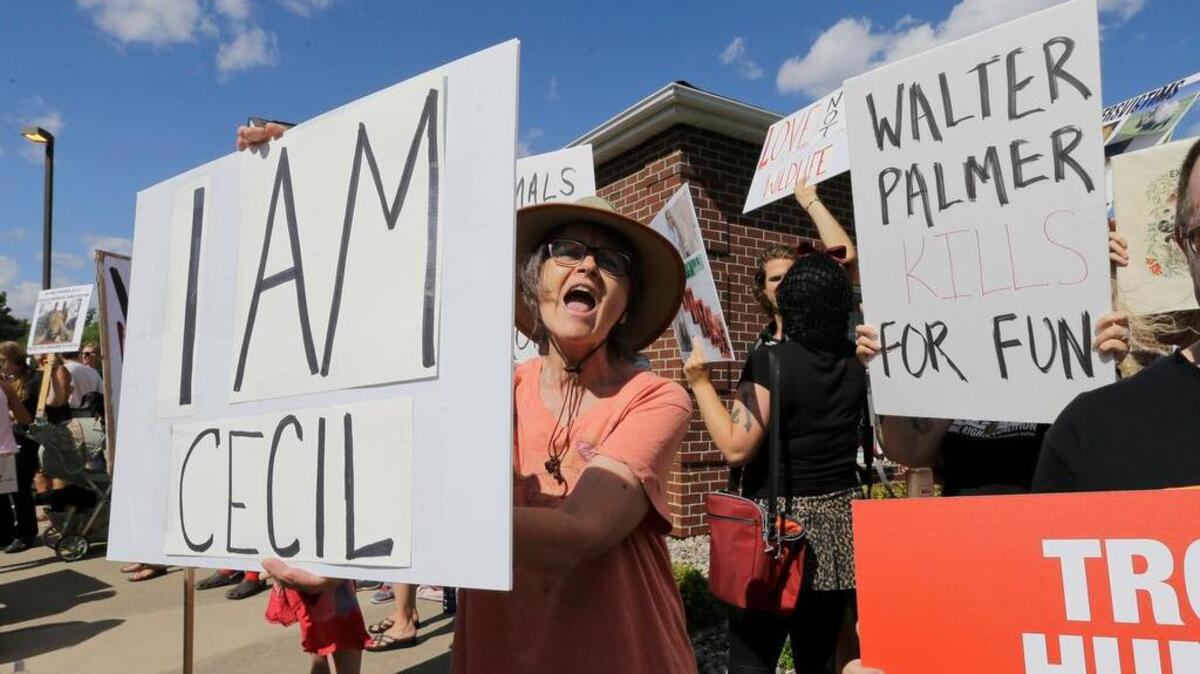 
In this July 29, 2015, file photo, protestors gather outside Dr. Walter James Palmer's dental office in Bloomington, Minn. Palmer killed Cecil, a black-maned lion, just outside Hwange National Park in Zimbabwe. Palmer participated in an interview Sunday, Sept. 6, in which he disputed some accounts of the hunt, expressed agitation at the animosity directed at those close to him and said he would be back at work within days. (AP Photo/Ann Heisenfelt, File) 
