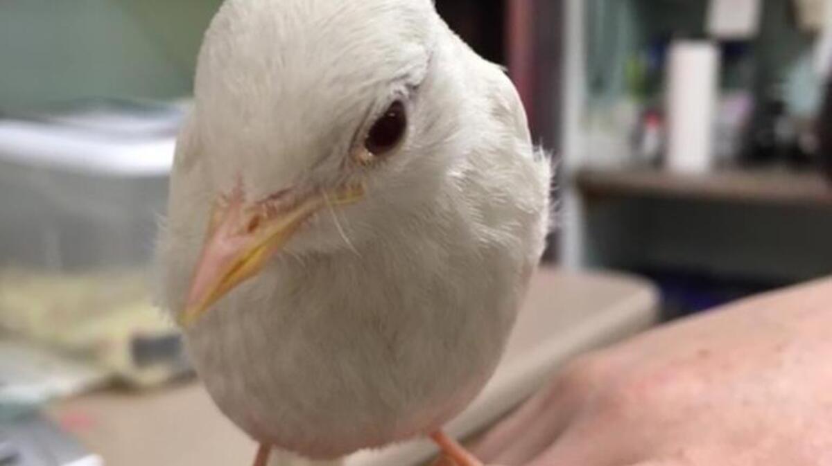 Albino bluebird at Carolina Wildlife Center.