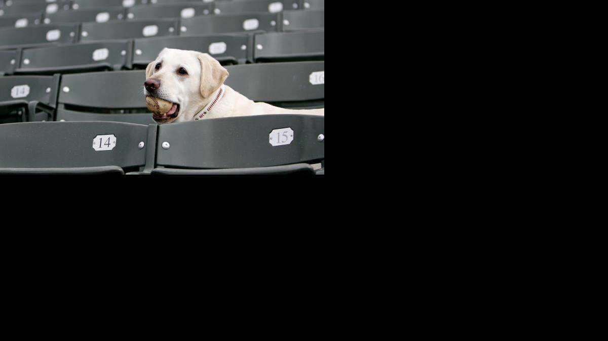 
Deuce is the canine mascot for the Myrtle Beach Pelicans
