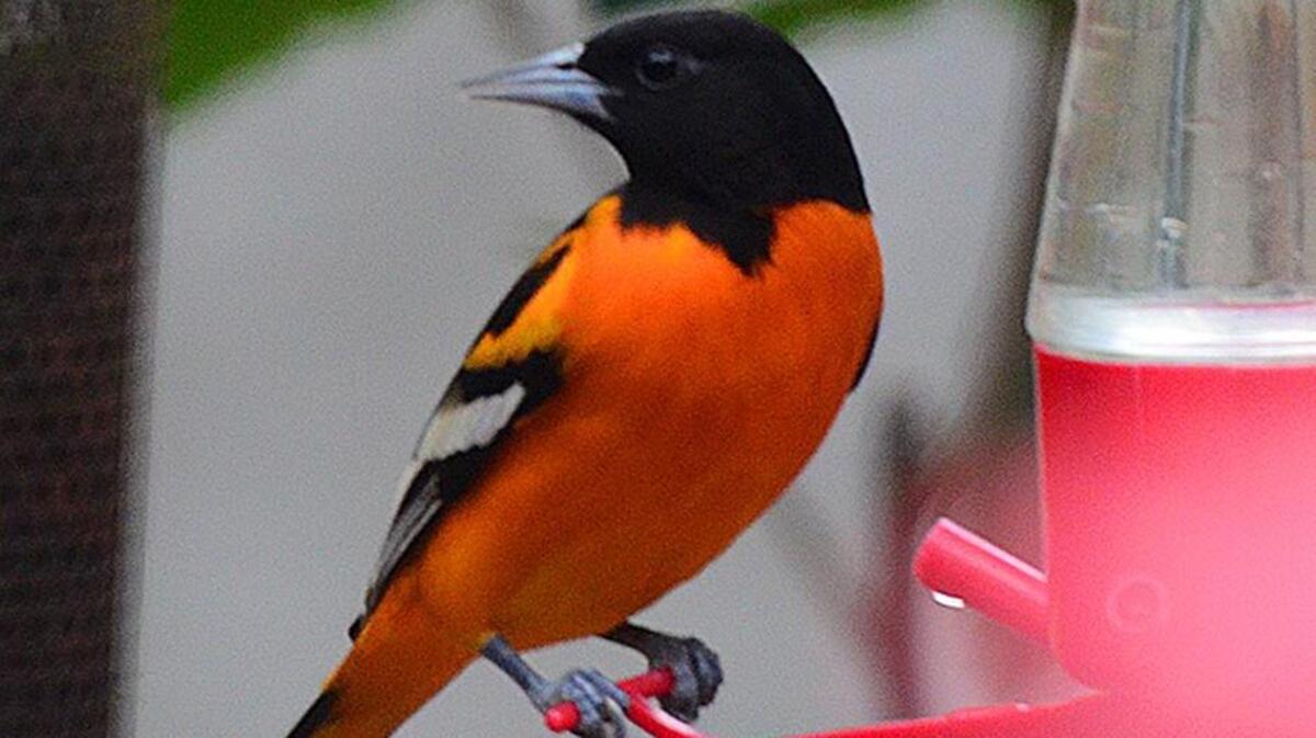 Baltimore orioles are often attracted to hummingbird feeders during winter in our area.