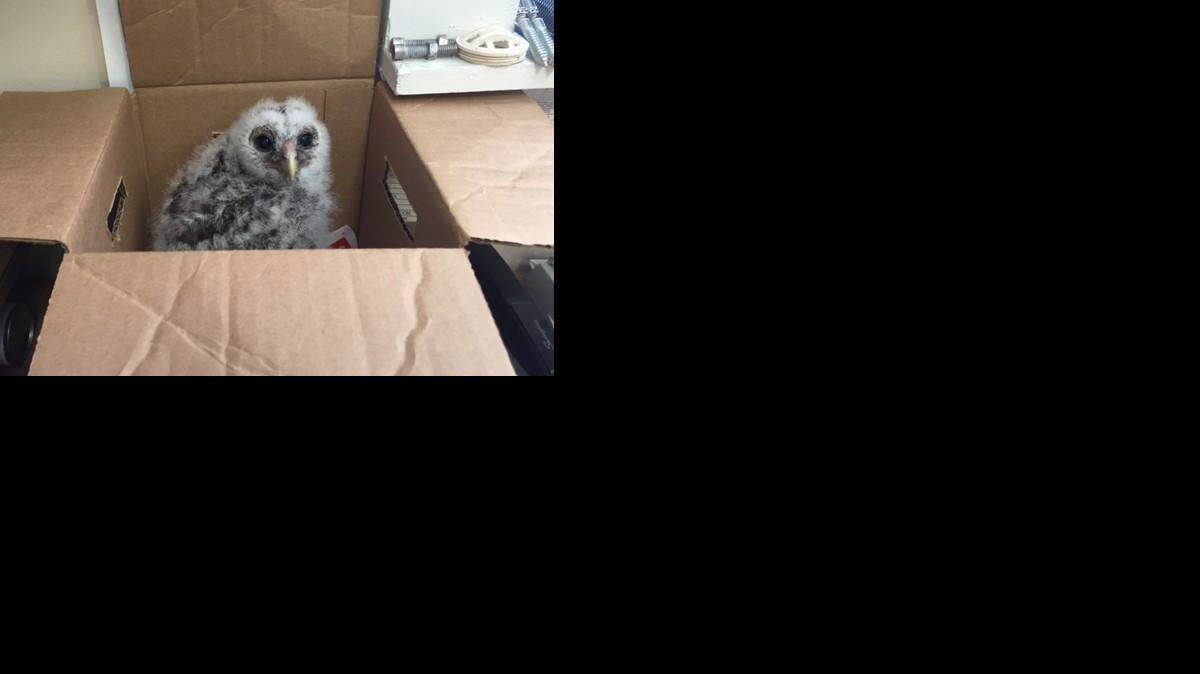 
This barred owlet was rescued in Long Cove Club. Its rescuers say it fell from its nest and its mother was unable to get it back in. The homeowner contacted local birders who arranged for the bird to be taken to the Charleston Raptor Center for rehabilitation.
