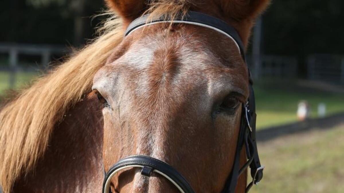 Sallie Sharpe’s mule, Rick-A-Shade, Shade for short.