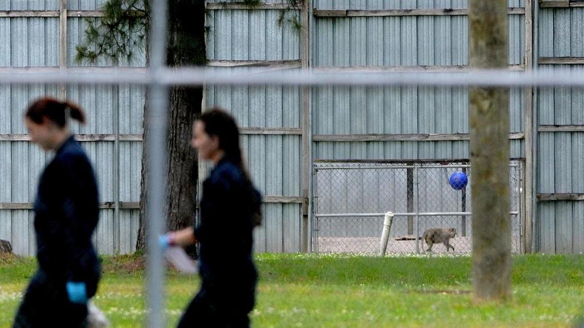 A monkey can be seen running in an enclosure similar to the one from which 19 monkeys escaped from on Sunday, May 1, 2016 at Alpha Genesis research facility on Monday, May 2 in Yemassee. As of noon on Monday all of the monkeys had returned to their enclosure.
