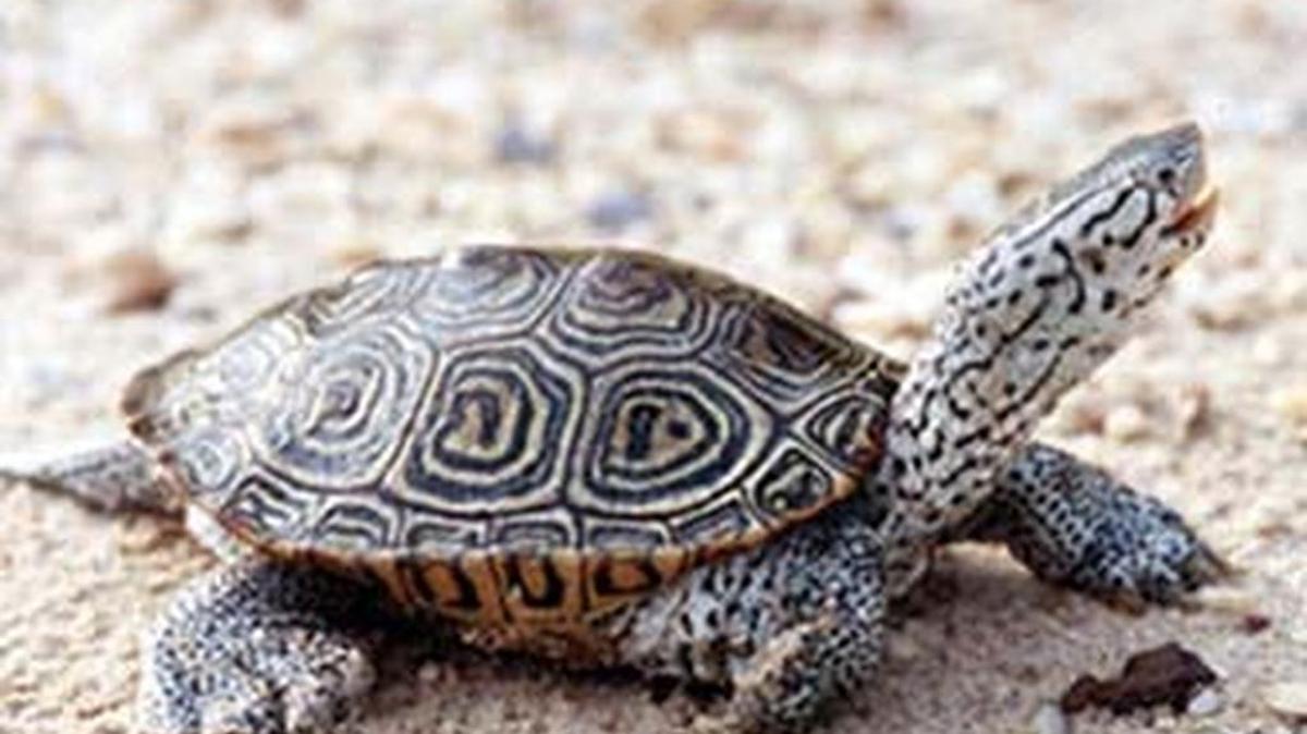 A diamondback terrapin
