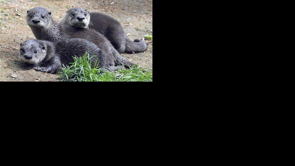 
Otter pups

