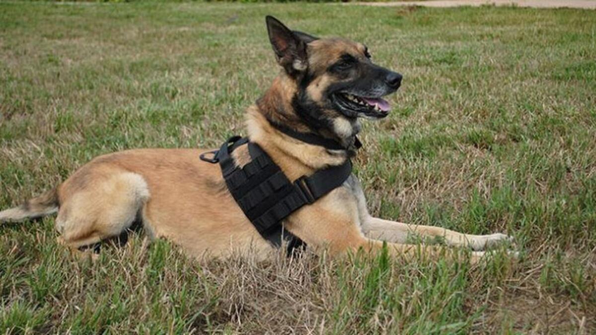 Dexter, Westminster police dog