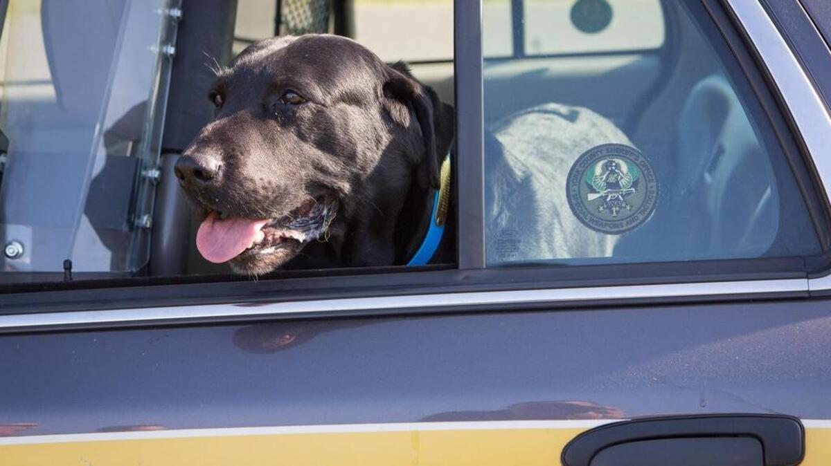 York County Sheriff K-9, Justice, retires after a decade on the job.