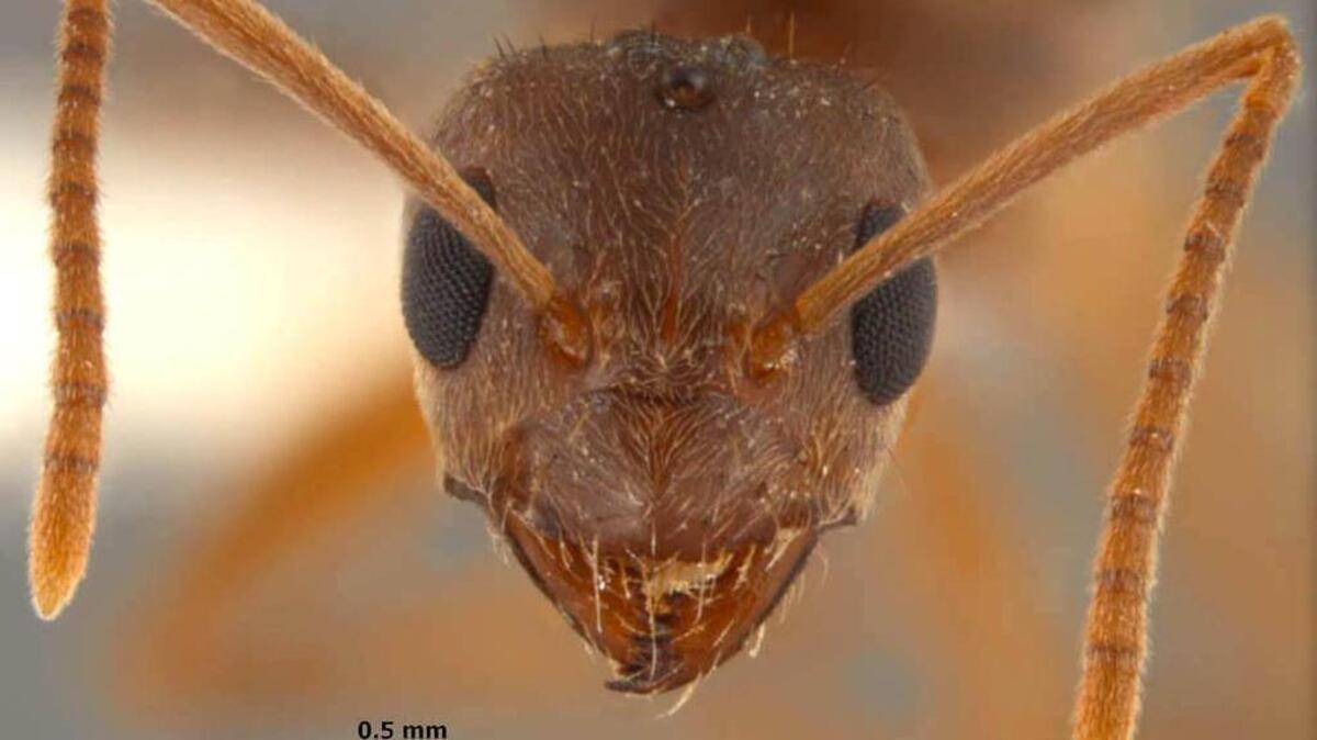 A full face view of a female tawny crazy ant (Nylanderia fulva) which was found in Mississippi
