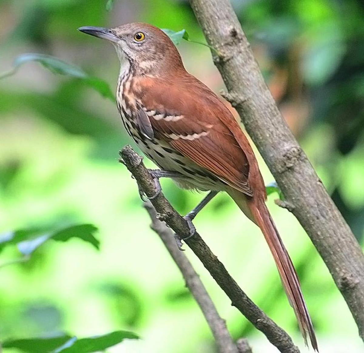 The Brown thrasher is Georgia’s official state bird.