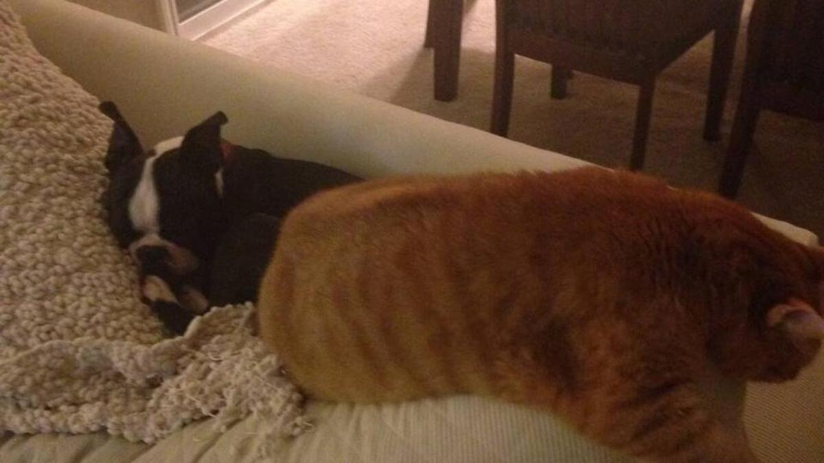 Newbury and his cat brother, Dignan, have a nap together. Dignan is fat, but his girth is greatly exaggerated in this photo.