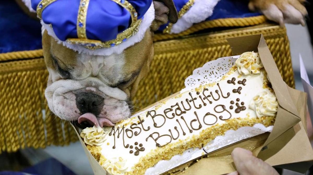 Vincent, owned by Meredith and Chad Green, of Des Moines, Iowa, eats a treat after being crowned the winner of the 37th annual Drake Relays Beautiful Bulldog Contest, Sunday, April 24, 2016, in Des Moines, Iowa. The pageant kicks off the Drake Relays festivities at Drake University where a bulldog is the mascot.
