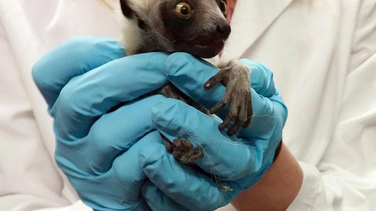 A Duke Lemur Center staffer holds a baby male born Saturday, Jan. 23, 2016 to a sifaka lemur named Gisela, the daughter of Zoboomafoo, the late lemur and star of the PBS children’s show. The tiny lemur arrived during the winter storm that brought the Triangle to a halt over the weekend. This photo of the furry black-and-white tyke was posted on Facebook and Twitter by the center’s staff.