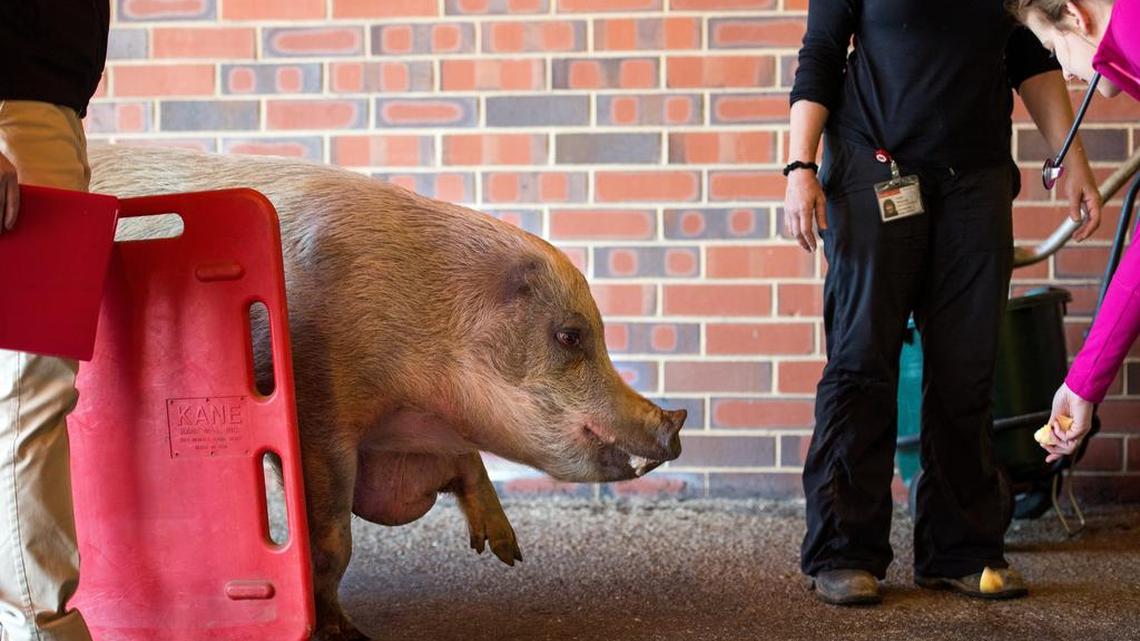 Henrietta is herded into the N.C. State College of Veterinary Medicine on March 1, 2016 for an examination. The pig is now scheduled for surgery Monday, April 11, 2016, to have a bony mass removed from her left foreleg.