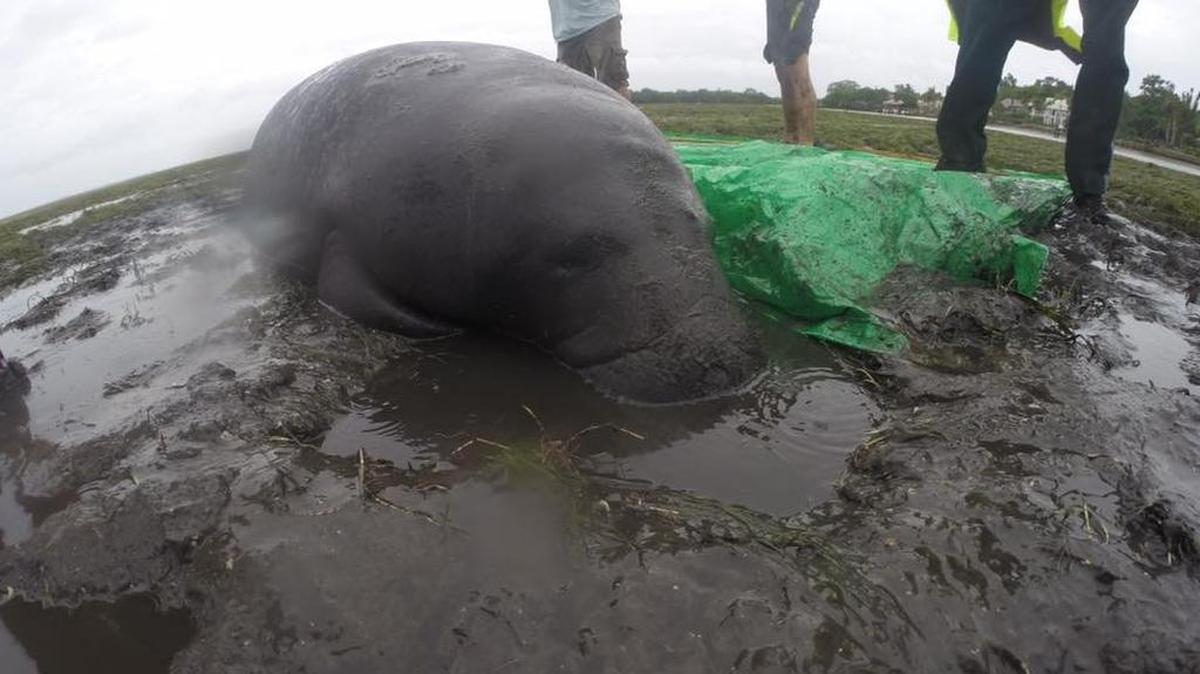Rescuers try to aid a manatee stranded after Hurricane Irma.