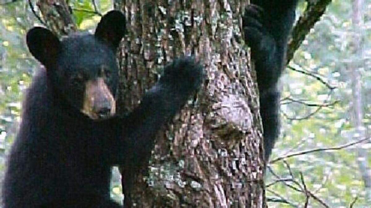 Bear cubs in a tree just off the deck of an Asheville cabin in 2011.