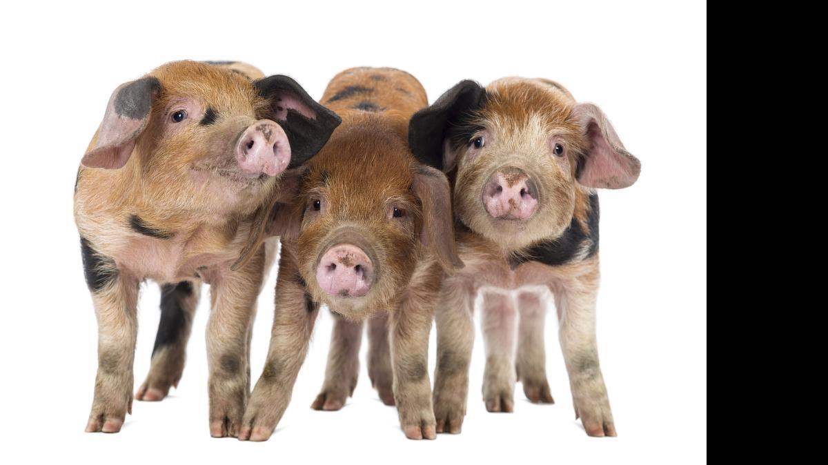 
The Carolina Farmstewards Upstate Farm Tour is Saturday and Sunday, June 6 and 7.
