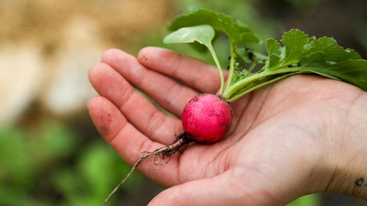 Fresh vegetables are available seasonally at City Roots Farm in Columbia