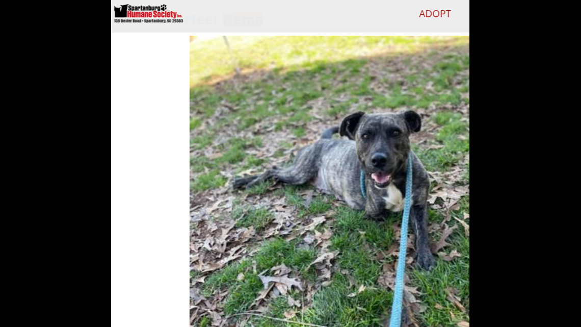 A “loving” South Carolina dog is up for adoption.