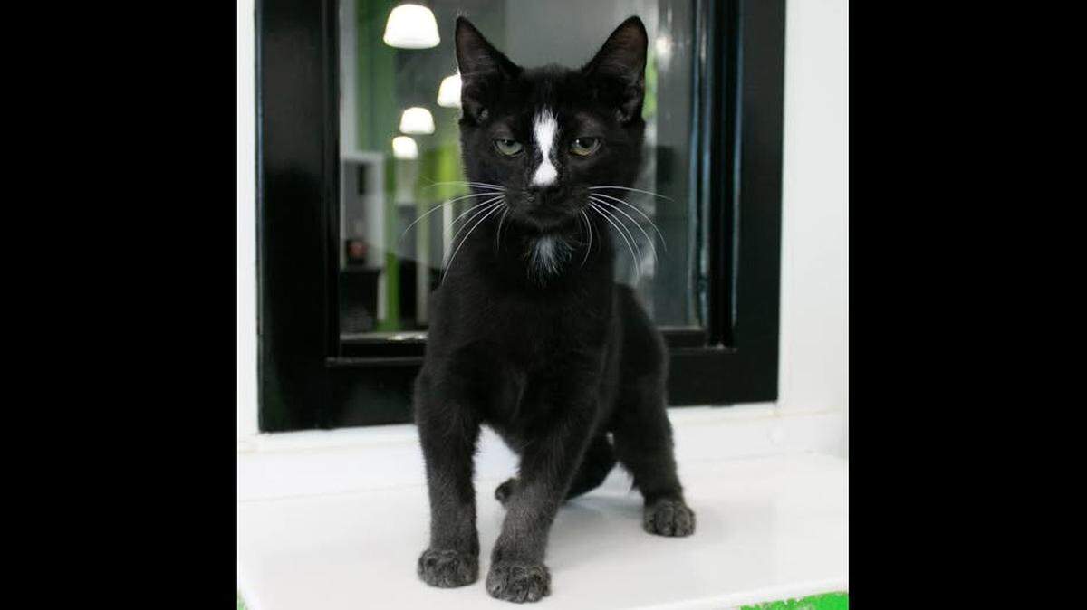 A kitten with a “hilariously unimpressed face” had a heartwarming adoption in South Carolina.