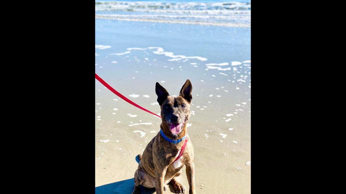 A South Carolina shelter dog has been waiting three years for a home.