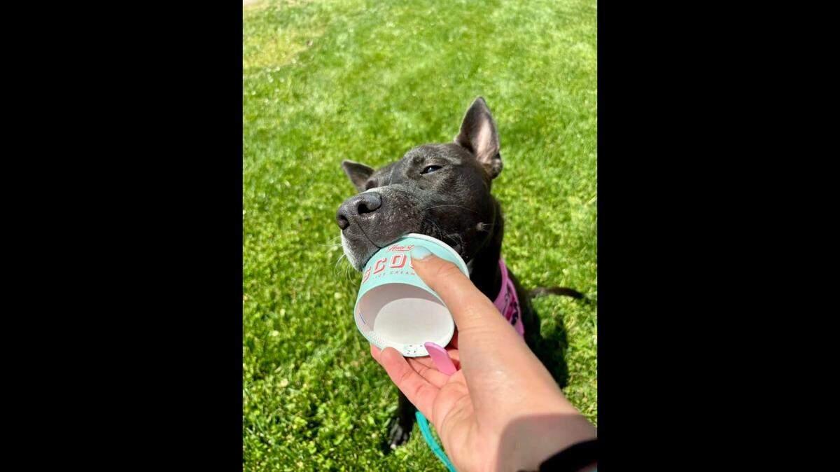 Rosie the ice cream-loving dog is up for adoption in South Carolina.