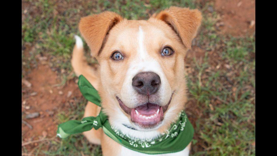 A South Carolina dog’s siblings were adopted — but he still waits for his turn.