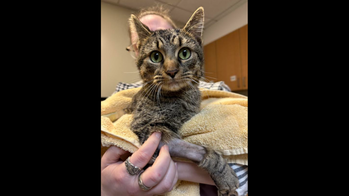 Pogue the shelter cat got a second chance in South Carolina.