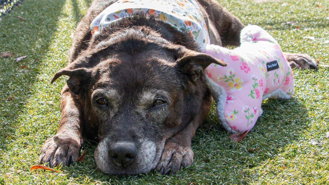 A “sweet” South Carolina dog was adopted again after going through a rough patch.