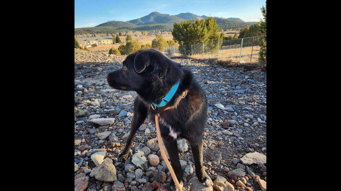 The loving puppy traveled more than 2,000 miles to South Carolina.