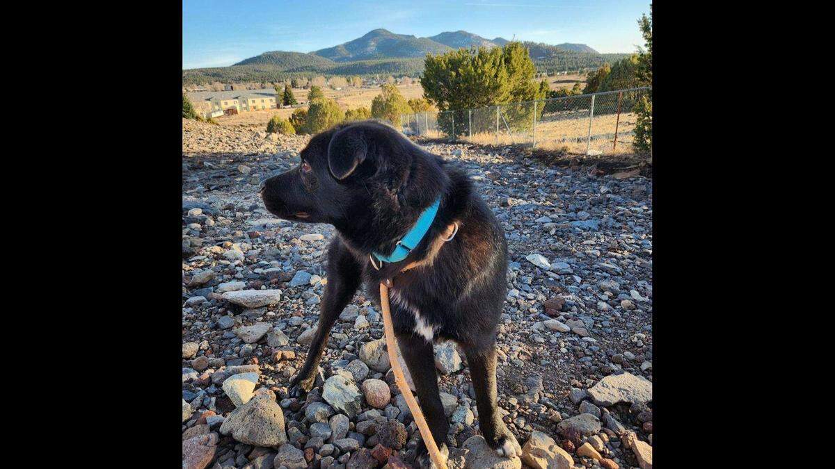 The loving puppy traveled more than 2,000 miles to South Carolina.