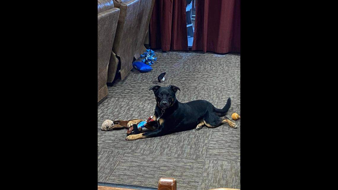 A “friendly” dog disappeared near a South Carolina fire station, officials said.