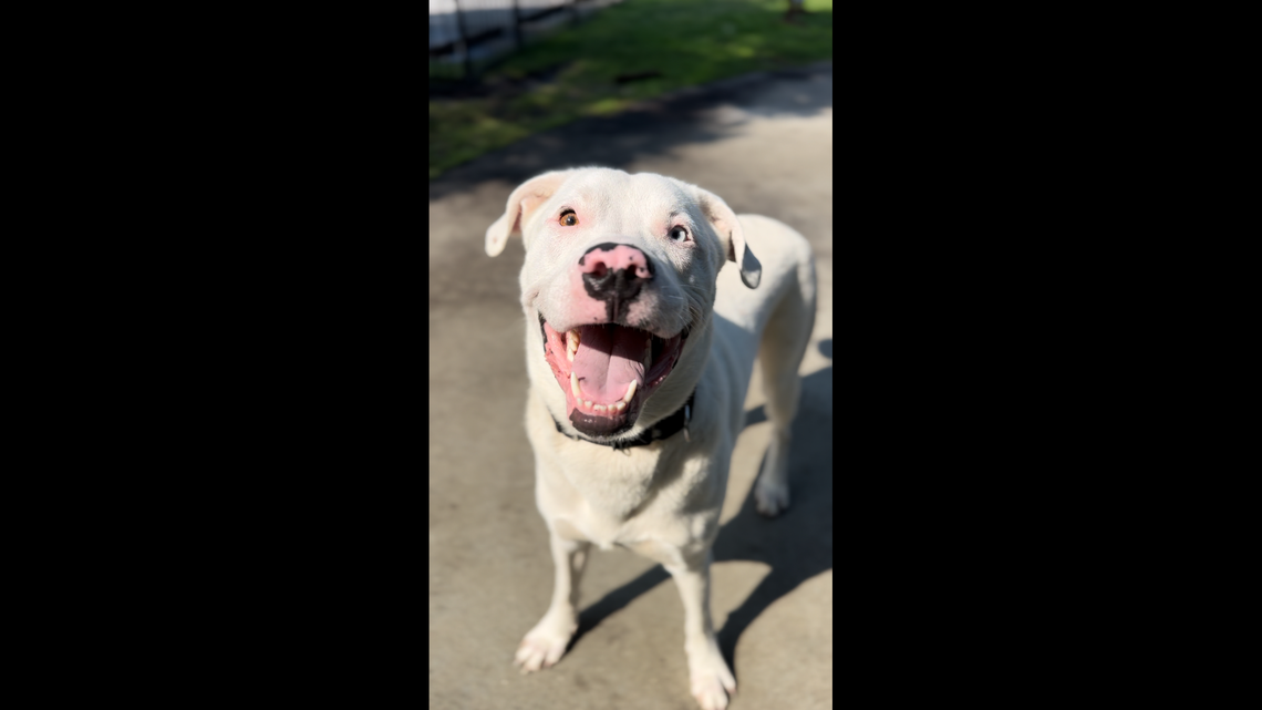 A South Carolina dog needs a second chance after his family made the tough choice to give him up.