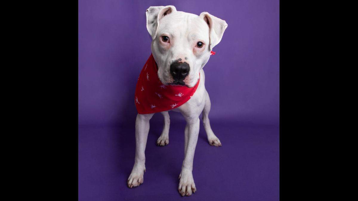 Renee the dog is waiting for a fresh start in South Carolina.