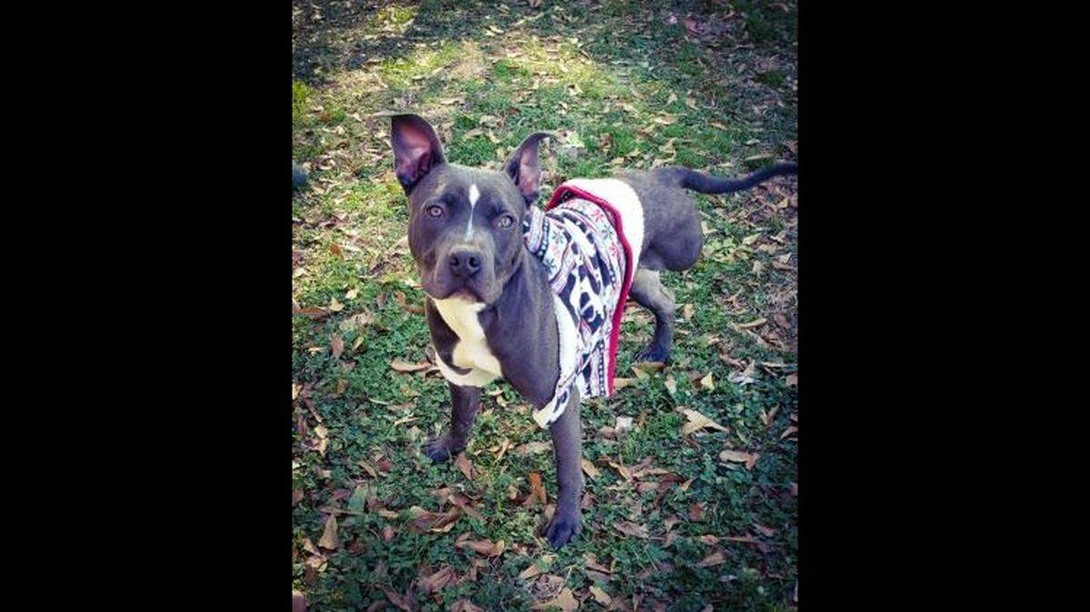 Vinny, a “sweet” dog who lost his leg, is available for adoption in South Carolina.