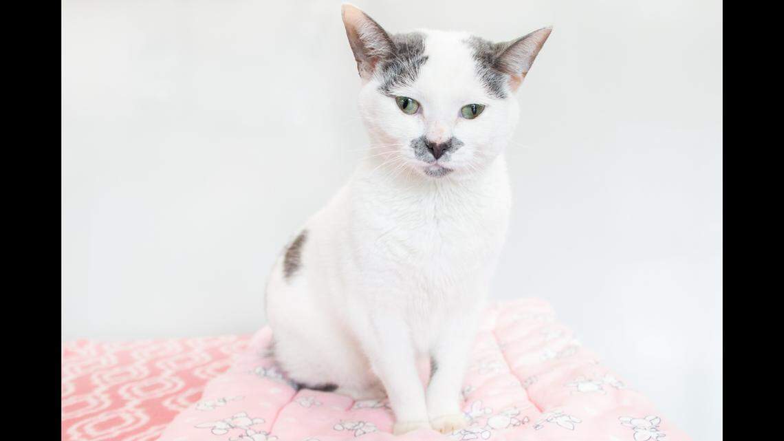 A blind cat is getting a second chance after being left at a South Carolina shelter.