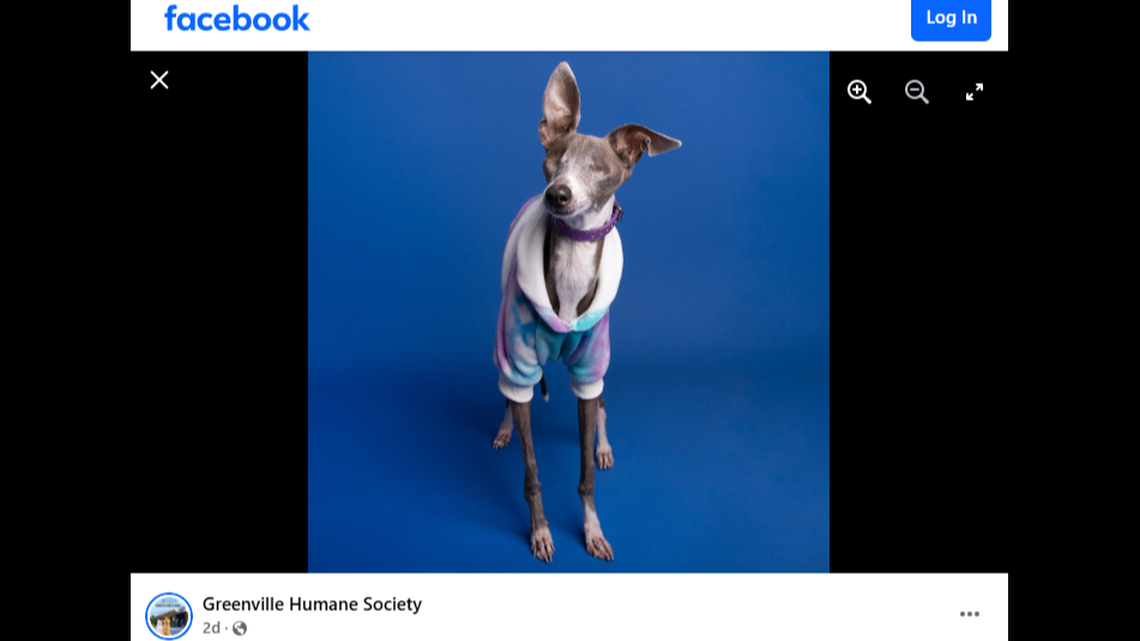 Emma was adopted after her new family waited to meet her at a South Carolina shelter.